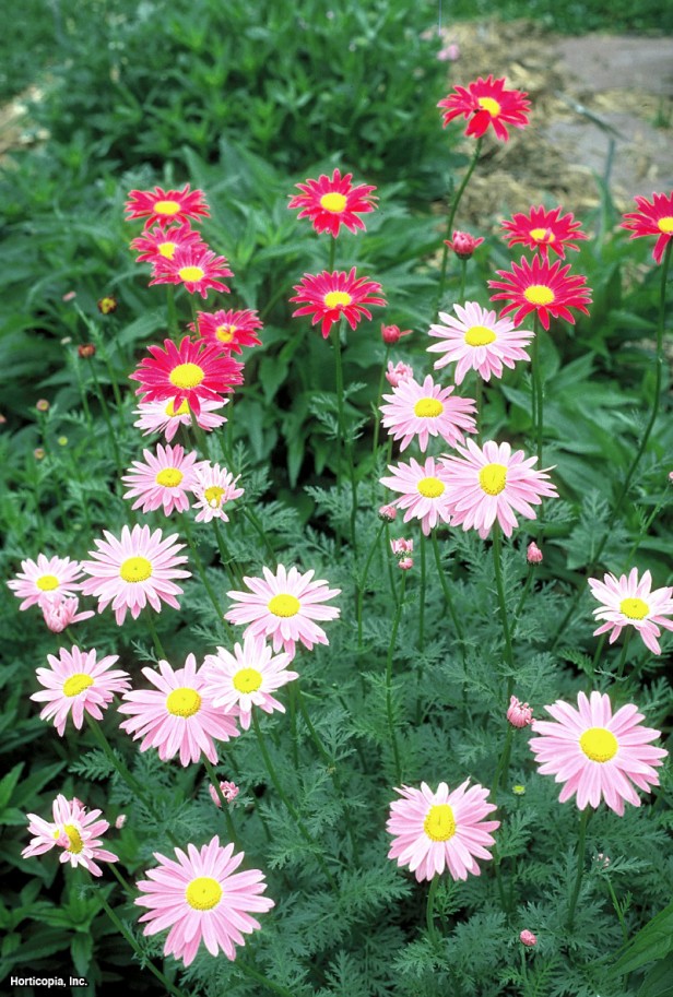 Persian insect flower